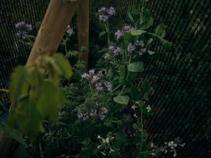 Phacelia