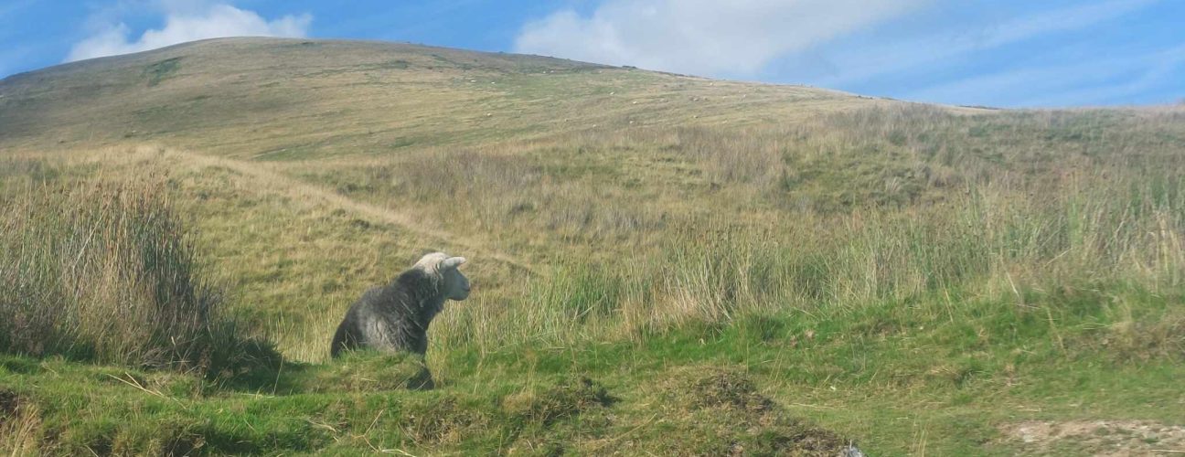 Herdwick sheep, Cumbria. Taken by Janie Caldbeck. All Rights Reserved