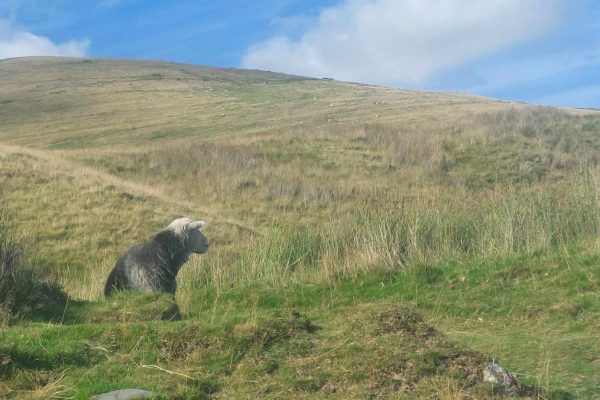 Herdwick sheep, Cumbria. Taken by Janie Caldbeck. All Rights Reserved