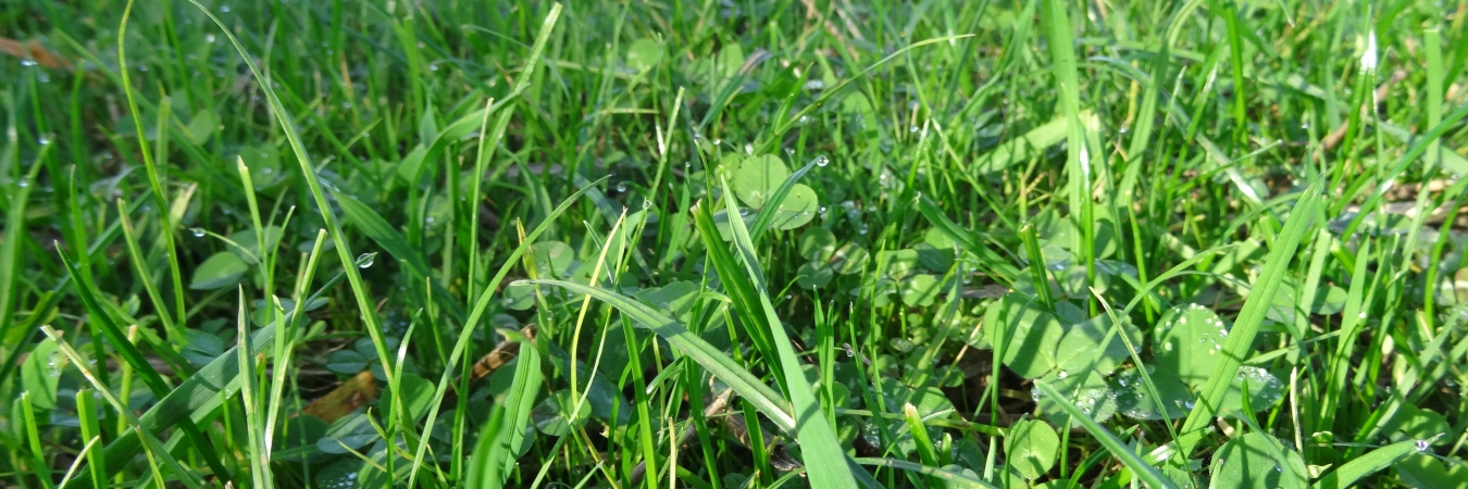 What is agroecology?