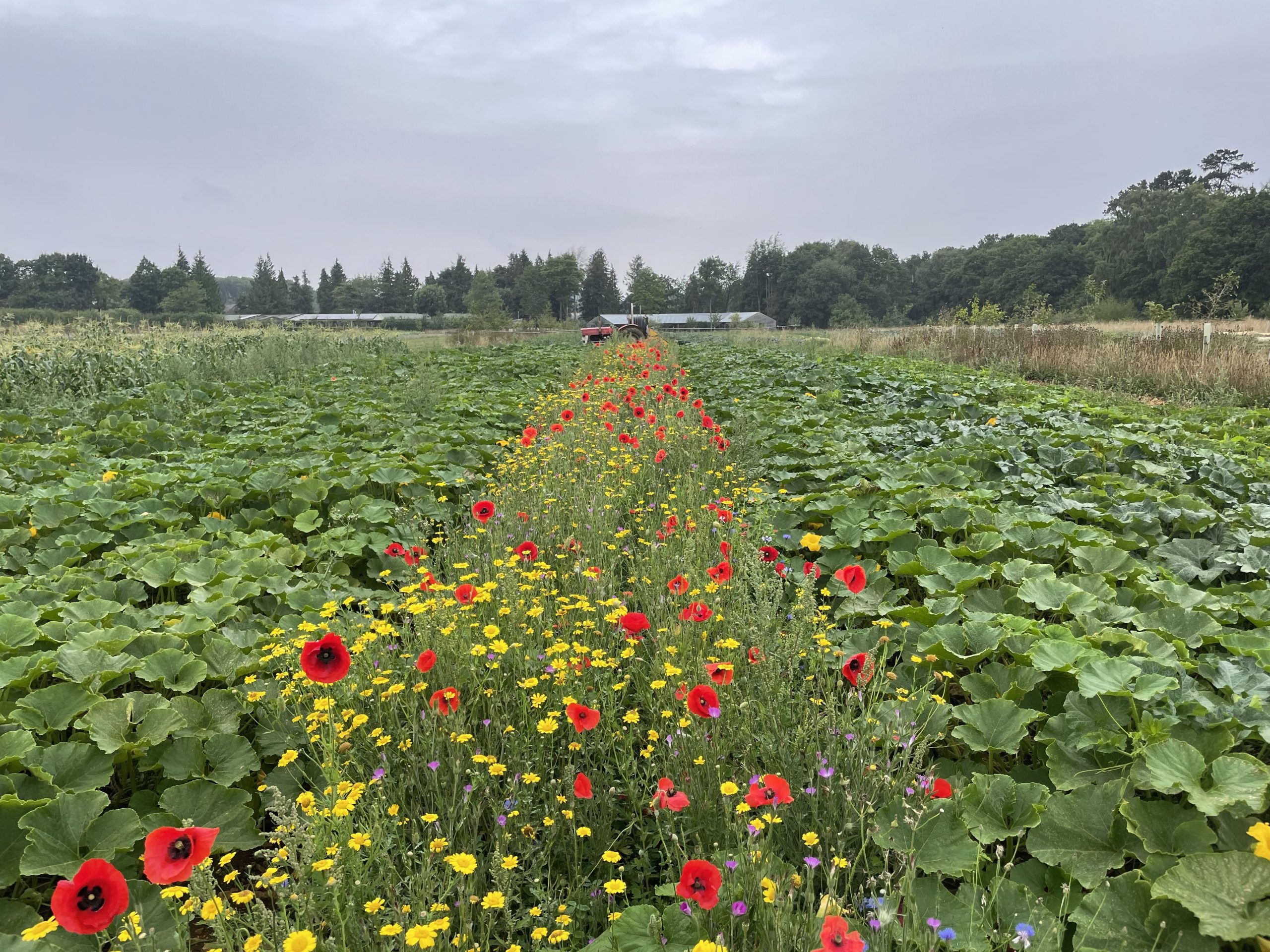 Annual wildflower strips to boost predatory insects