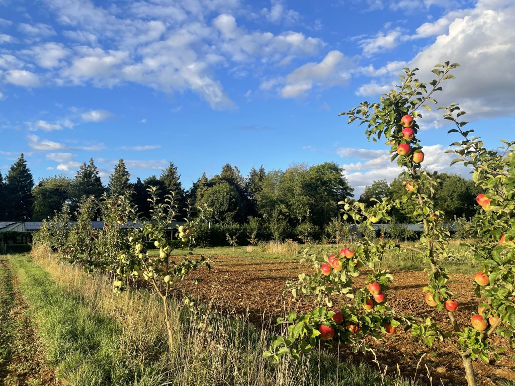 Apple varieties providing 7-month supply of apples for farm shop