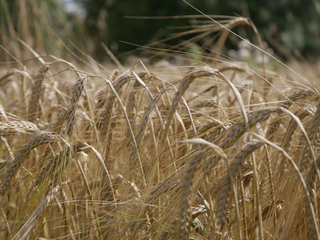 Barley