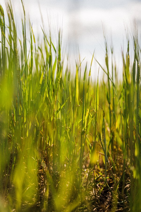 Barley