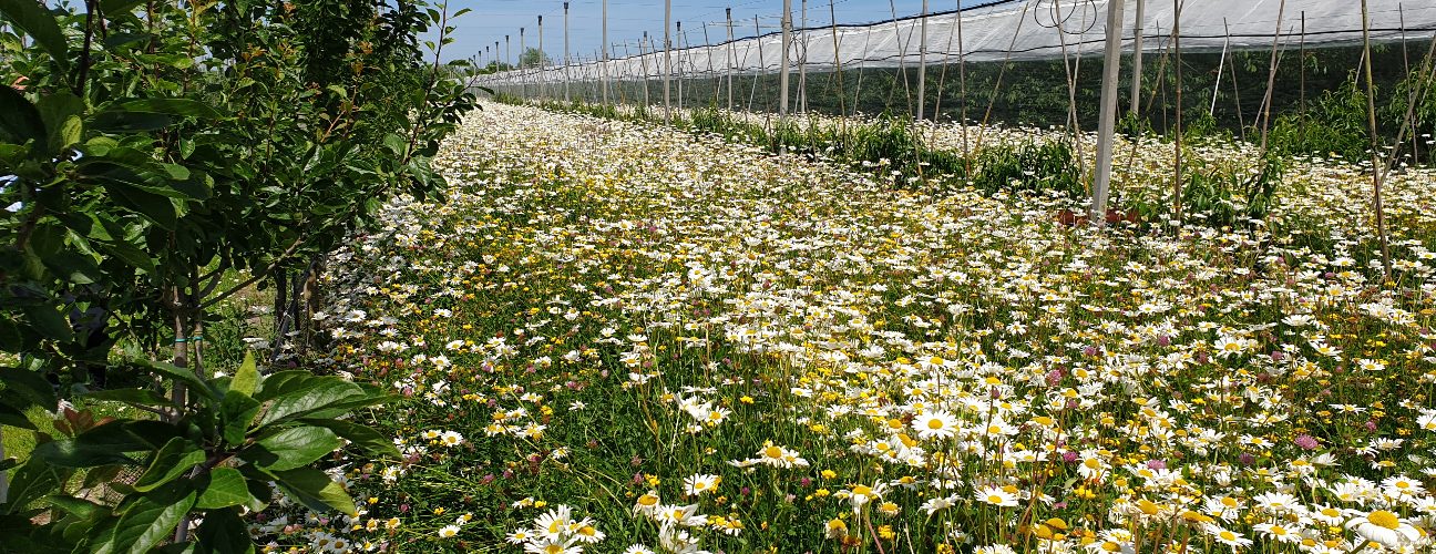 Beespoke flower strip in Belgium