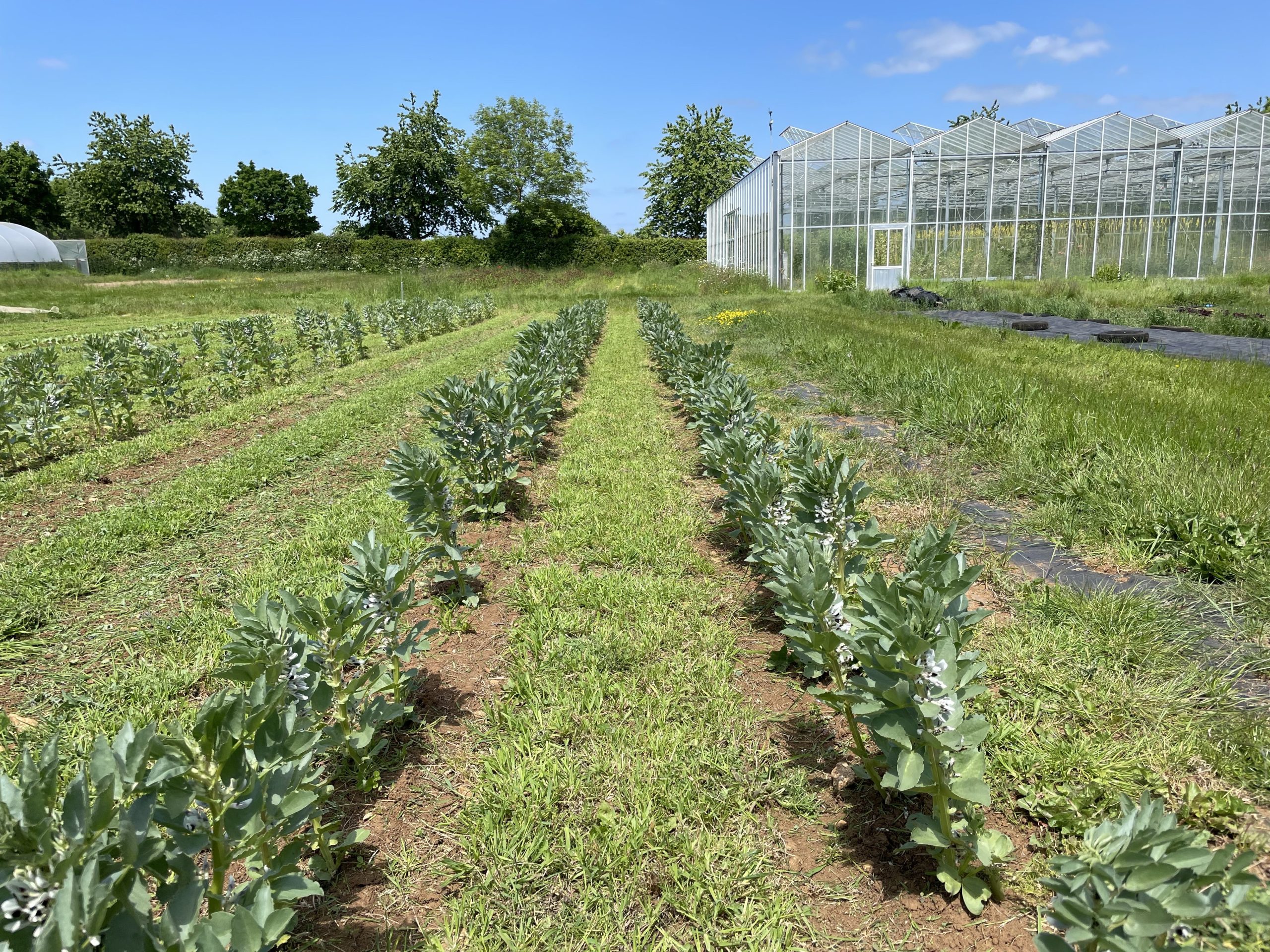 Strip tillage trials of broad beans in a living mulch