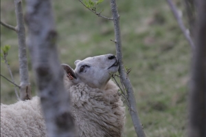 Browsing sheep. Courtesy of Patrick Barbour