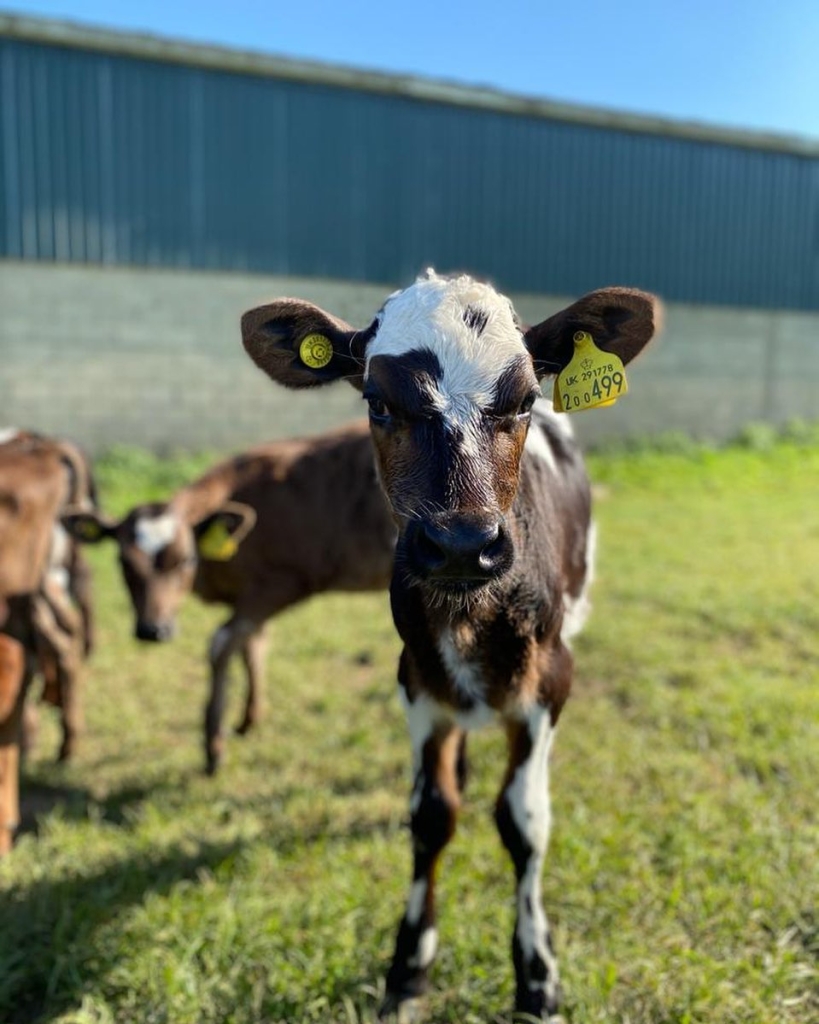 Calves