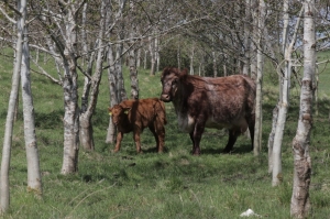 Cattle amongst trees. Courtesy of Patrick Barbour