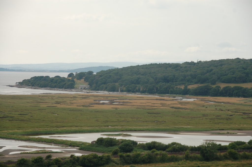 Cattle grazing in the next bay round from Silverdale, Morecambe Bay