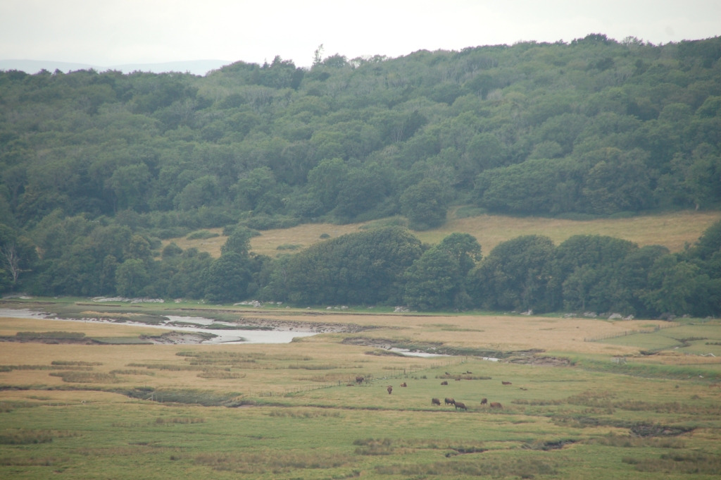 Cattle grazing on more unusual terrain at Morecambe Bay