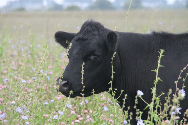 A cow in a field of clover and chicory at Yatesbury House Farm