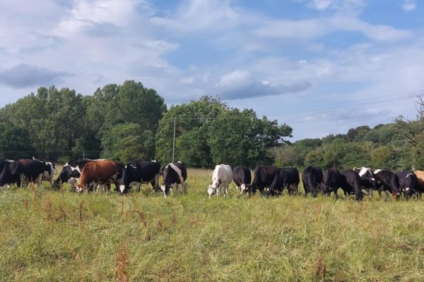 Grazing livestock - It's not the cow but the how
