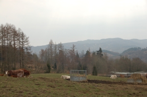 Cows and calves
