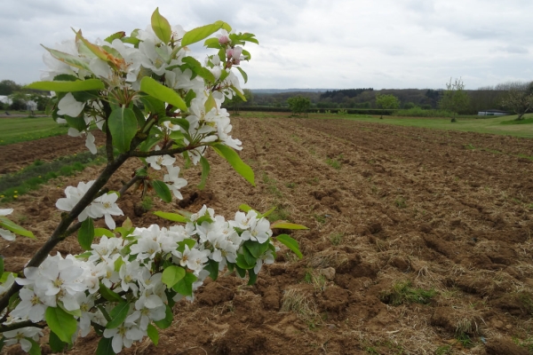 Apple tree in blossom
