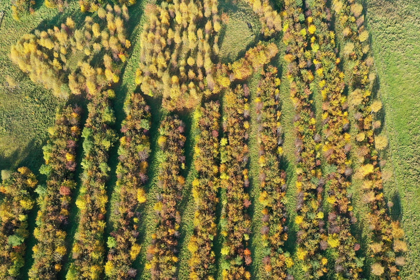 Deliberately designed wood pasture incorporating an alley system (photo taken by Patrick Barbour)