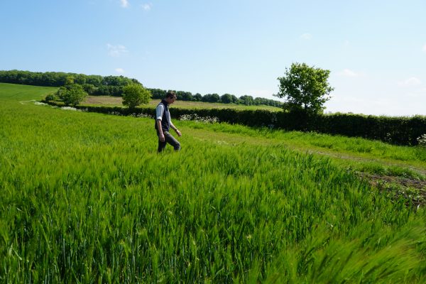 Waddesdon Estate Farm manager Olly Pemberton walking across a field of barley