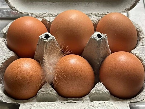 Eggs