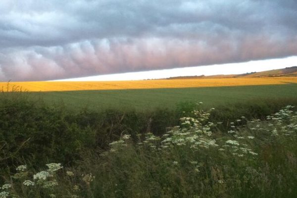 Farmland with field margin