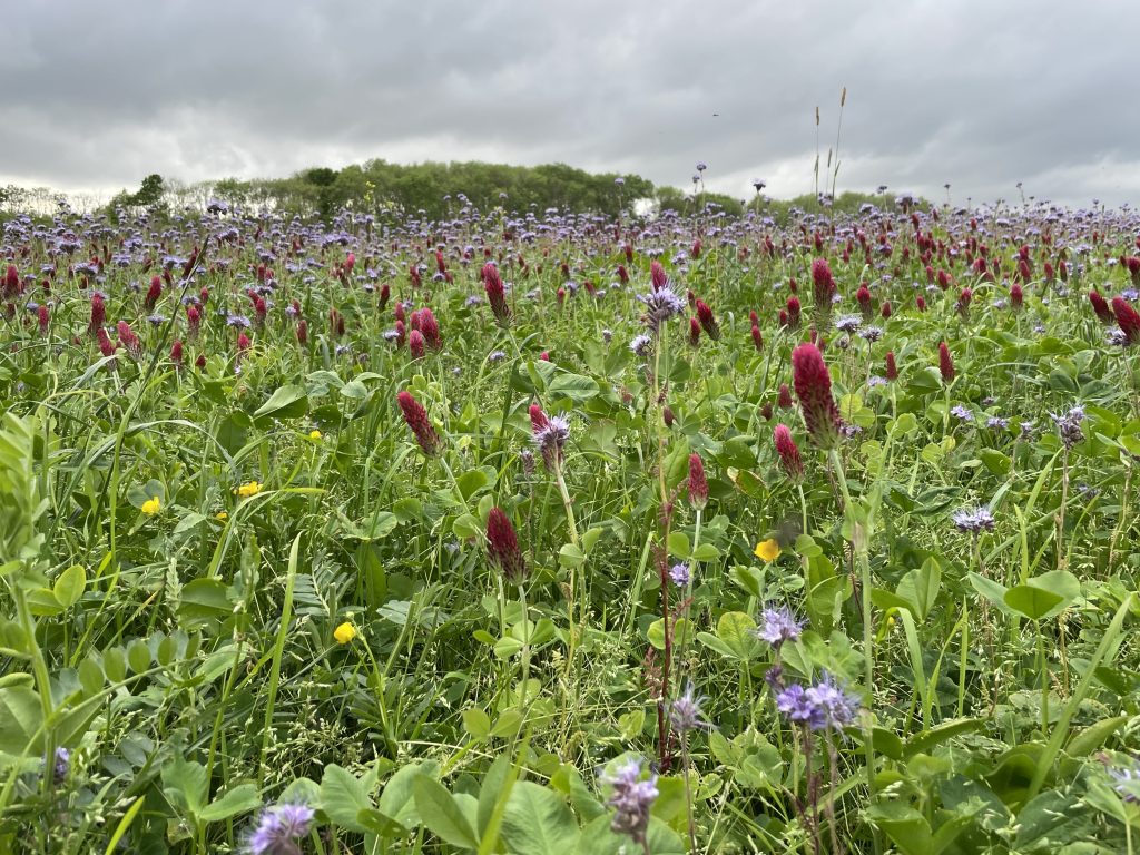 Multi species green manures for soil health, fertility and habitat