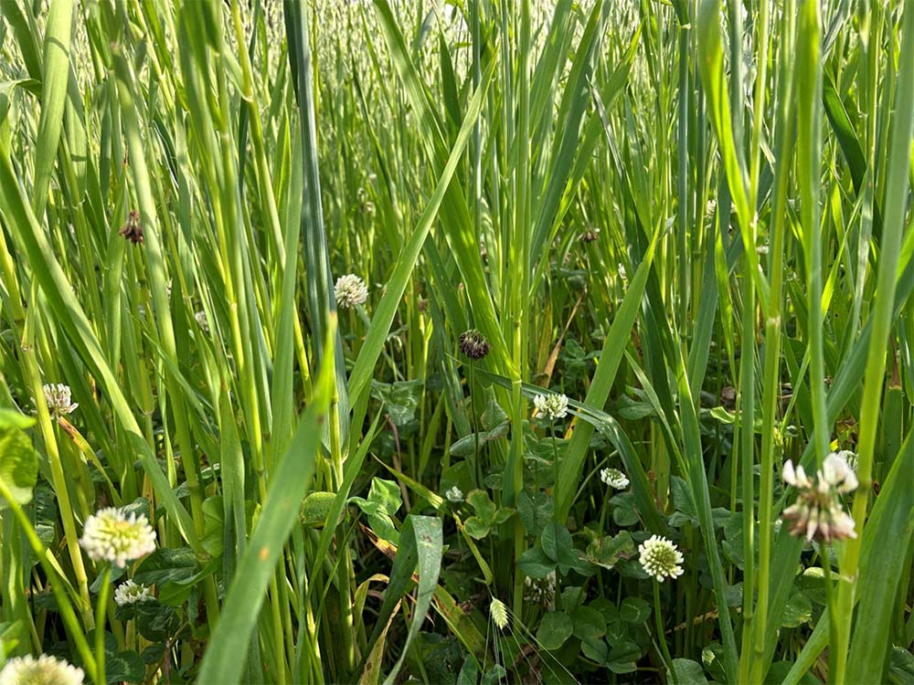 Living Mulch trials in France 