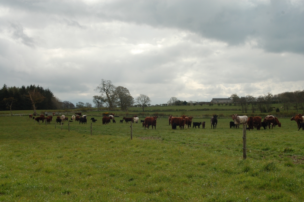 Grazing