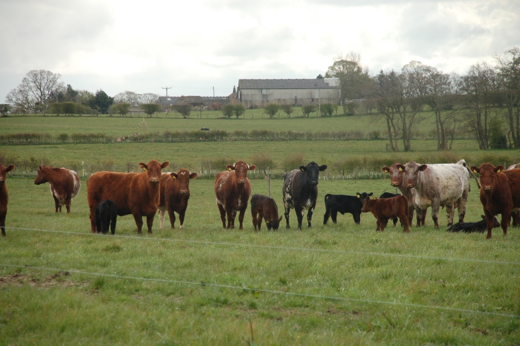 Grazing
