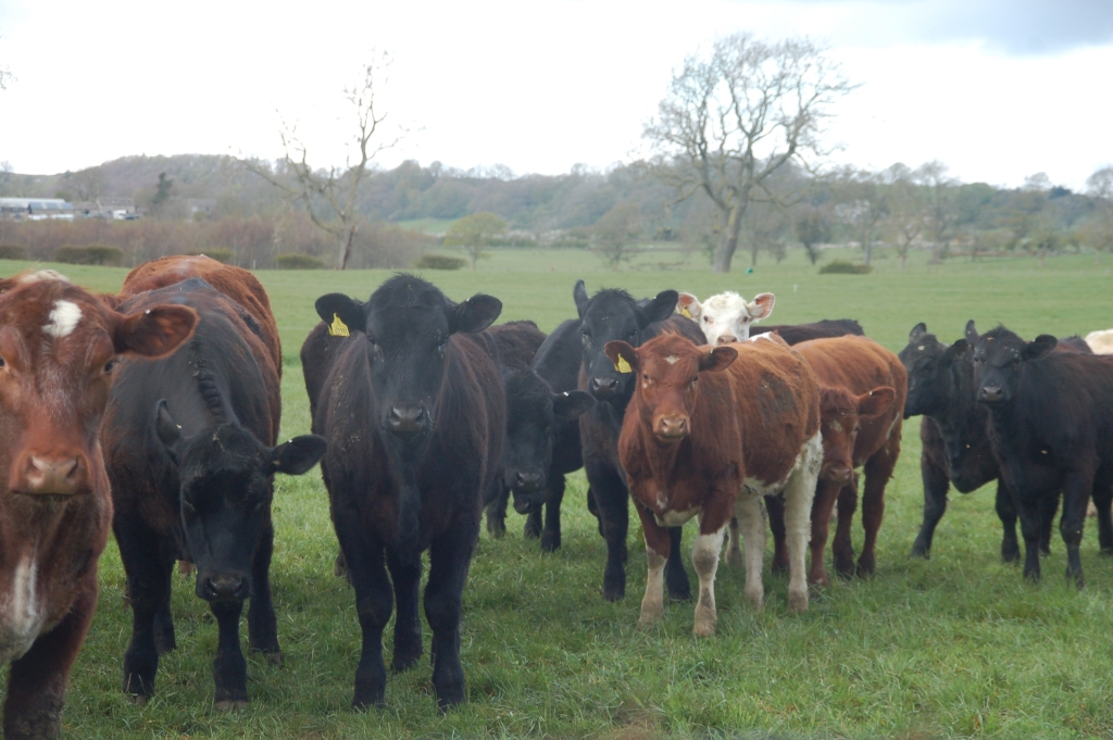 Grazing