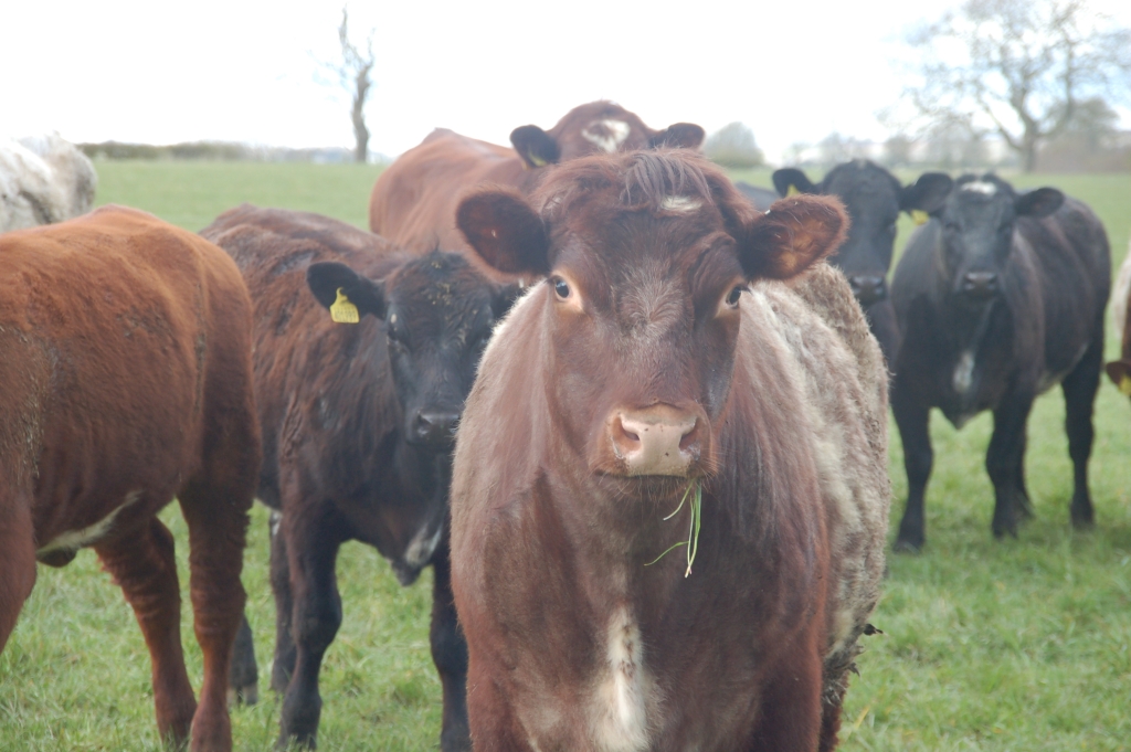 Grazing