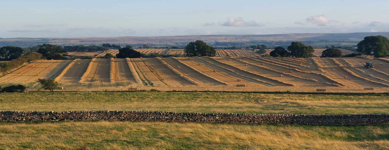 Harvesting in lower Teesdale