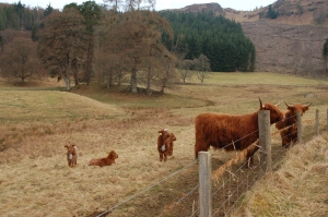 Highland cattle at Bonskeid