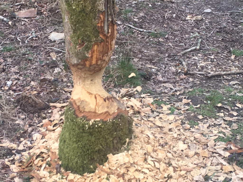IMG-20190529-WA0001