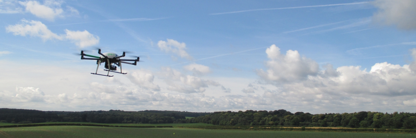 Drone over cabbage field