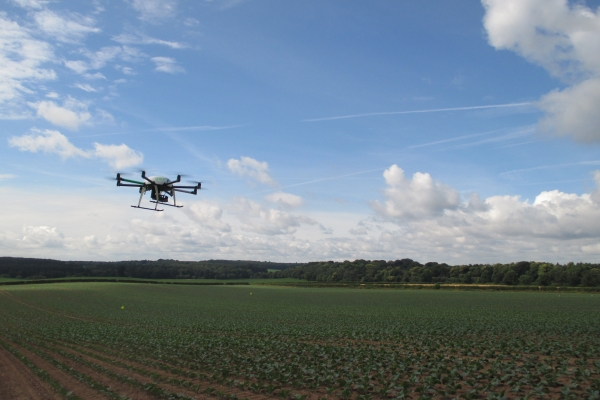 Drone over cabbage field