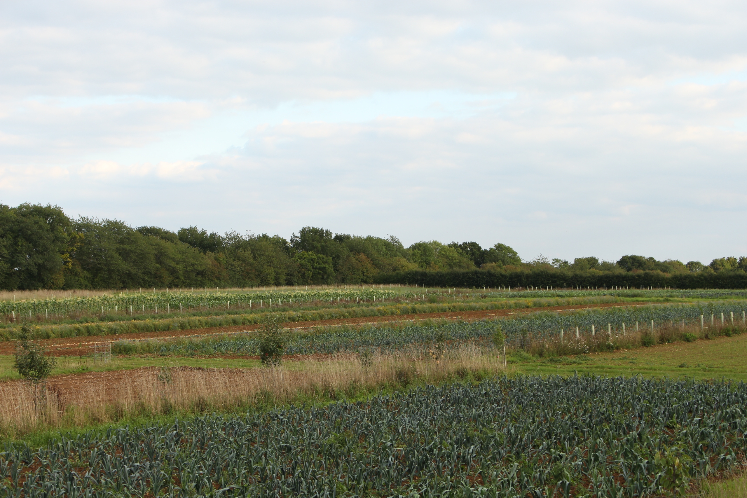 Showing some of the layout of the lines of trees and wildlfower strips amongst the veg