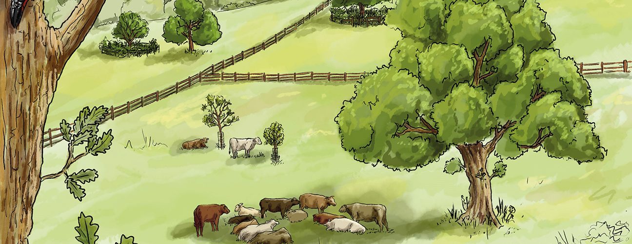 In-field trees in the landscape: Copyright: Woodland Trust