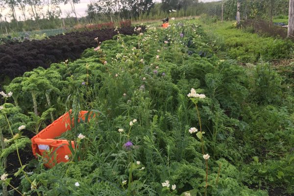 Diverse flowering cover crops sown under kale. Photo: Jayne Arnold