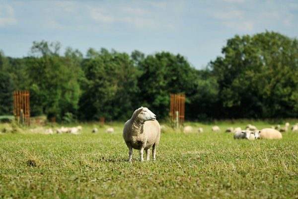 John Pawsey's organic New Zealand Romney sheep