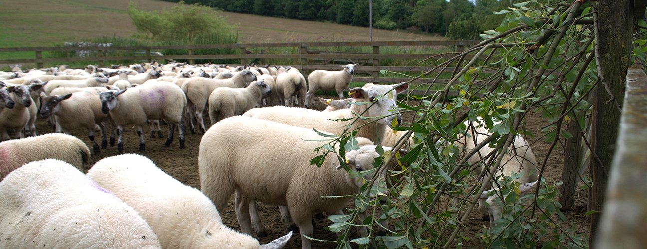 lambs eating willow. Photo: Innovative Farmers.