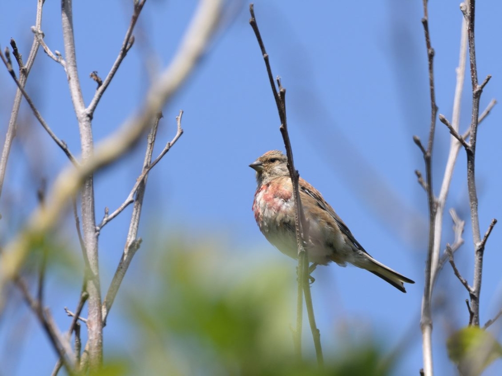 Linnet