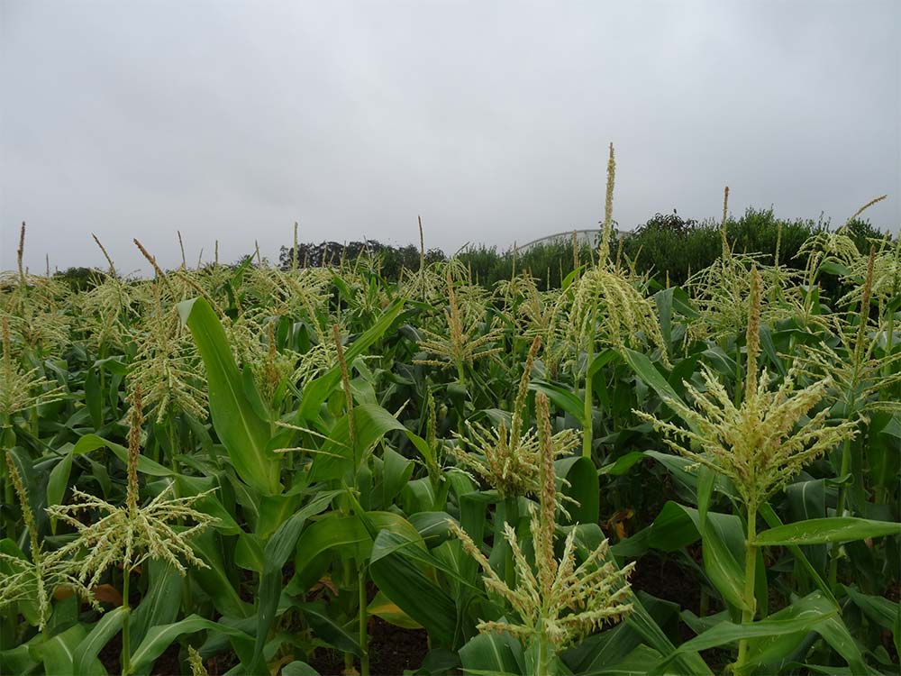 Mulches can offer great soil health benefits.