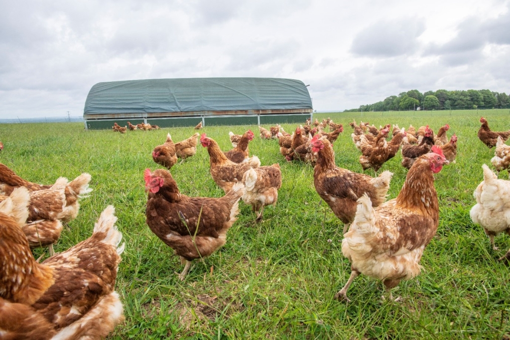 Mobile poultry unit