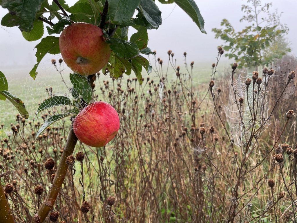 New crop lines and predator habitat created by trees