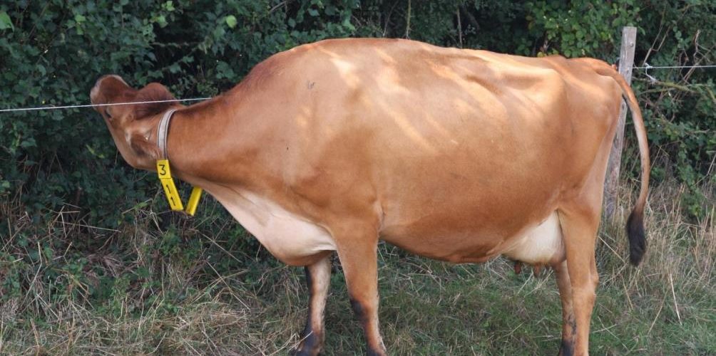 Cow browsing hedge line behind electric wire. Photo Lindsay Whistance