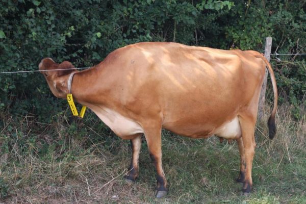 Cow browsing hedge line behind electric wire. Photo Lindsay Whistance