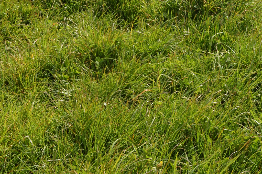 Pasture