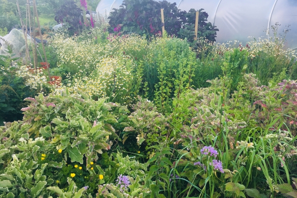 perennial-vegetable-garden-2_0