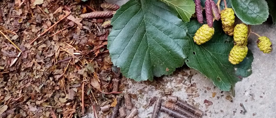 Alder leaves - fresh, dried and in pellet form. Photo: Perennial Green manures Project
