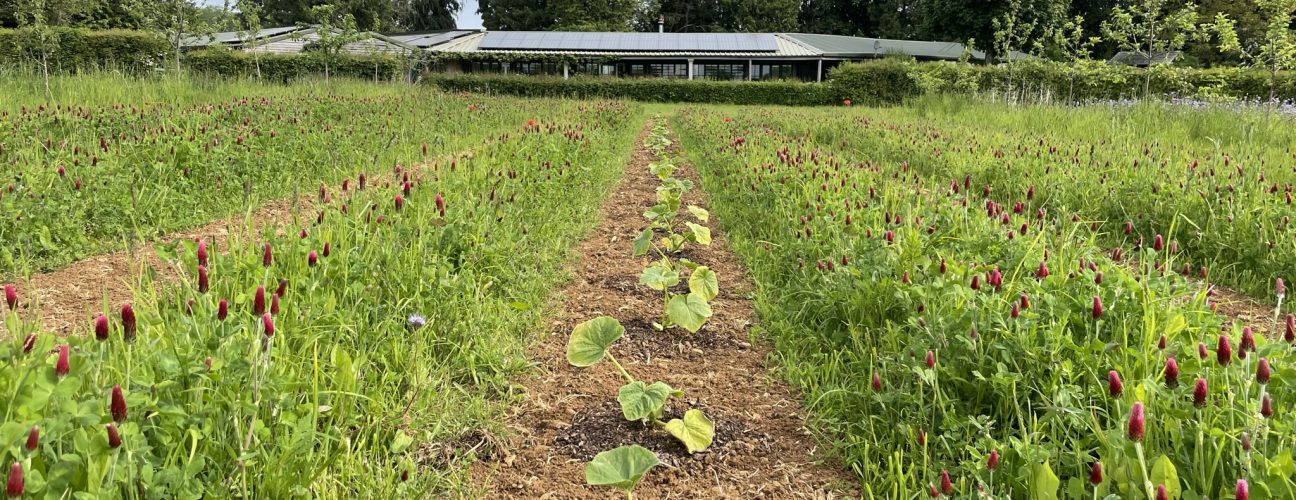 Pumpkins in strip till, Andy Dibben