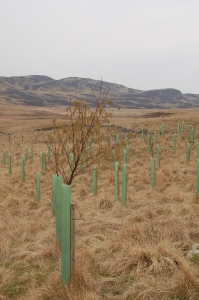 Recently planted rows of 3 to primarily provide shelter from sun and rain